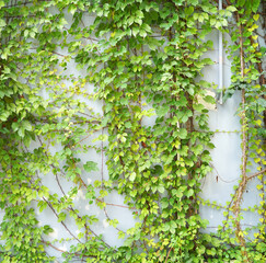 Ivy twig with small green leaves isolated on white wall