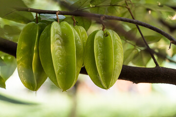 Star fruit still green on the tree. Known as 