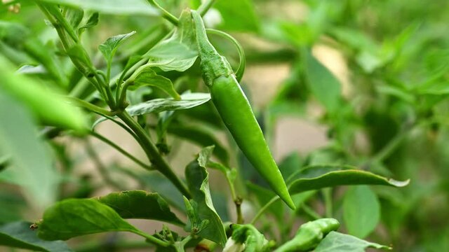 4K Green chilli pepper plant in organic farm outdoor, agriculture concept