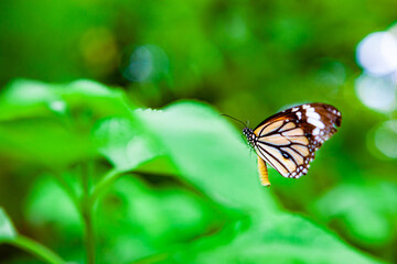 Obraz premium 花にとまる鮮やかな蝶