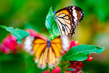 Fototapeta na wymiar 花にとまる鮮やかな蝶