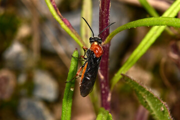 Blattwespe // Sawfly (Dolerus spec.)