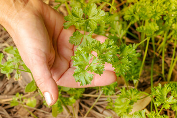 Curley Parsley (Petroselinum crispum) leaves being harvested by a woman hand on an orchard