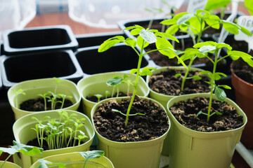 Seedlings growing in plastic cups at home kitchen
