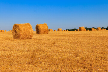 Round straw bales on a field after the grain harvest