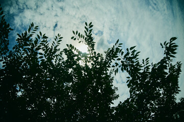 木漏れ日 木 影