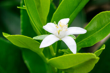 Obraz na płótnie Canvas Kumquant flower in bloom; close up view