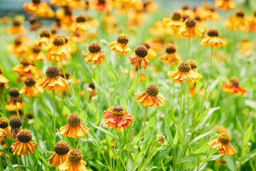 自然 庭 花壇 ポピー