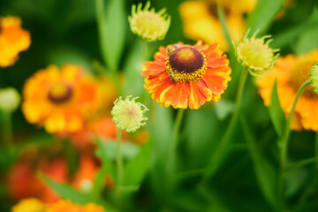 自然 庭 花壇 ポピー
