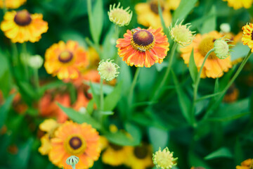 自然 庭 花壇 ポピー