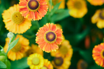 自然 庭 花壇 ポピー