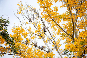 Birds sitting in yellow autumn leaves tree, Autumn tree with yellow leaves under blue sky, Yellow autumn leaves, Beautiful nature photography