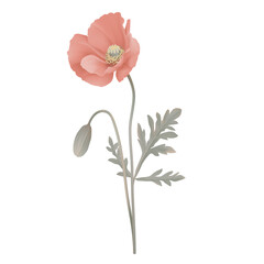Red poppy flowers with leaves