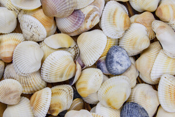Background of the sea shells. Summer vacation concept