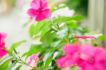 Fototapeta premium 自然 緑 植物 