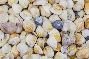Background of the sea shells. Summer vacation concept