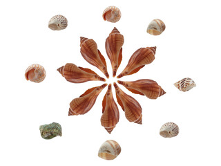 shells isolated on a white background