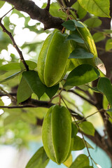 Star fruit still green on the tree. Known as "Carambola" in Brazil.