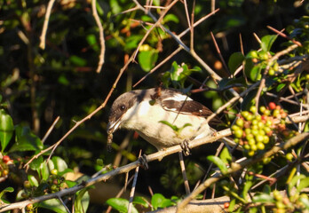 Common southern fiscal with prey
