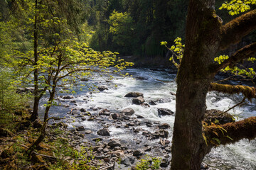 Snoqualmie river in summer at Washington State.
