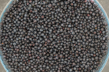 Surface covered with a layer of wild forest blueberry, close up
