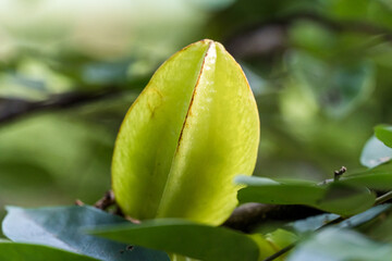 Star fruit still green on the tree. Known as 