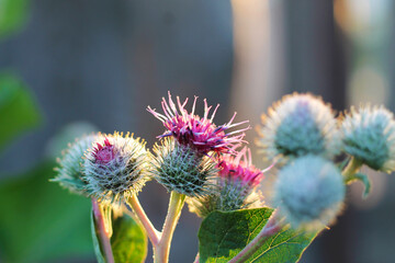 Burdock flowers with beautiful bokeh