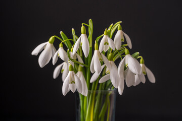 Spring snowdrops in glass with water on black background. Beautiful first spring flowers