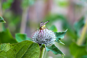 An insect with wings sits on a burdock flower