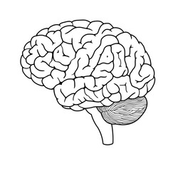 drawing of human brain - 443752112