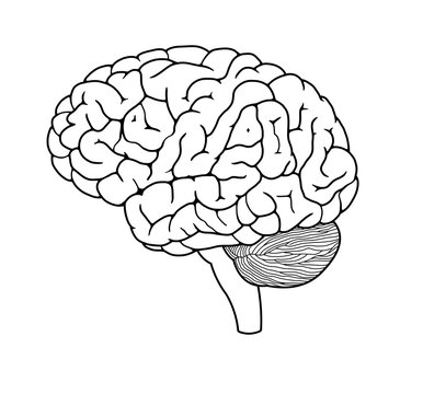 drawing of human brain