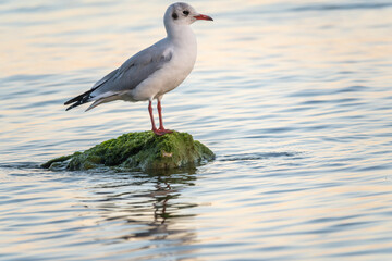 Fototapeta premium Seagull sits on stone cliff at the sea shore