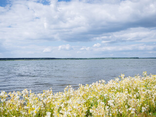 Fototapeta na wymiar A picturesque view of the blue lake with bright yellow and white flowers on the shore. Natural beautiful background or screensaver