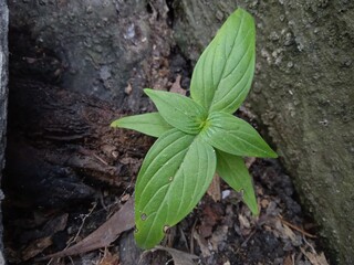 sprout in the ground