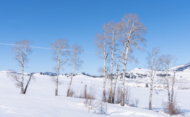 winter shot of a copse of birch trees growing in the lamar valley of yellowstone national park