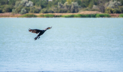 Black Cormorant flying over the sea. The great cormorant, Phalacrocorax carbo