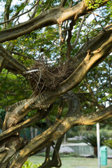 Bird's nest in the branches of a small tree. Park in Rio de Janeiro, Brazil.