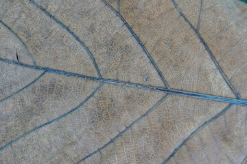 dry brown leaves texture ( teak leaves )