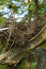 Bird's nest in the branches of a small tree. Park in Rio de Janeiro, Brazil.