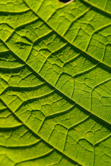 Green leaves background. Leaf texture