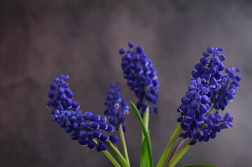 Bouquet of mascari flowers. Blue inflorescences on green stems.