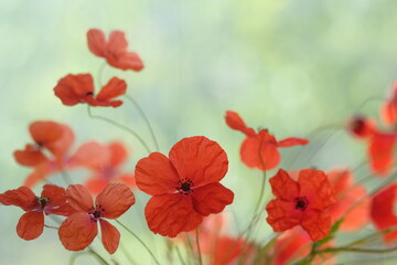Poppies in the field like a flock of moths