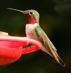       close up of cute male broad tailed hummingbird  in summer perched on a red nectar feeder in broomfield, colorado  
