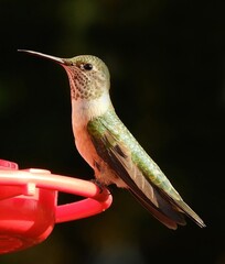 colorful female rufous hummingbird perched on a  red nectar feeder in summer in broomfield, colorado