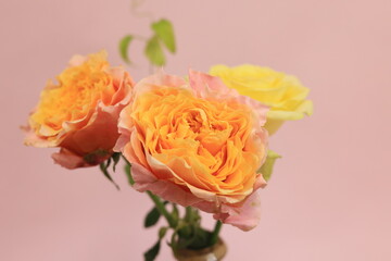 ローズ　シャインオン