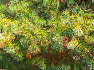 Cedar branches with long fluffy needles with a beautiful blurry background.
