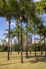 Natureza do parque do Povo em São Paulo em região nobre da cidade, próximo a alguns prédios de luxo