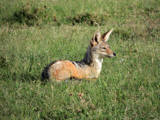  watchful jackal sitting in the grass on safari in maasai mara national reserve in kenya, east  africa