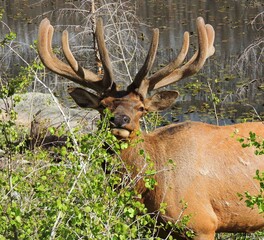    magnificent   bull elk grazing in spring at cub lake in rocky mountain national park, colorado  