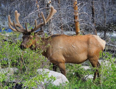  magnificent  Bull elk grazing in springtime at cub lake in rocky mountain national park, colorado   